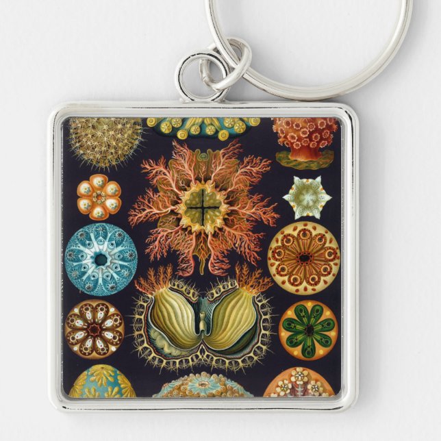 Haeckel Keychain (Front)