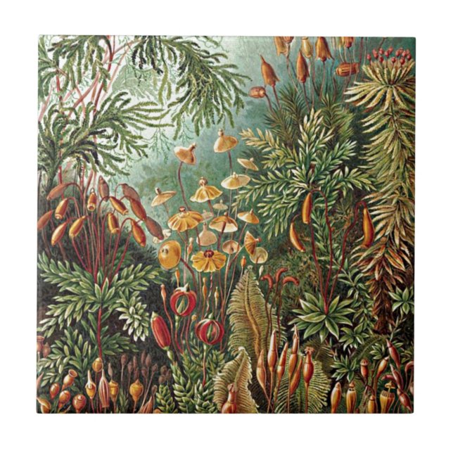Haeckel Moss, Grass, and Fungus Mushroom Painting Ceramic Tile (Front)