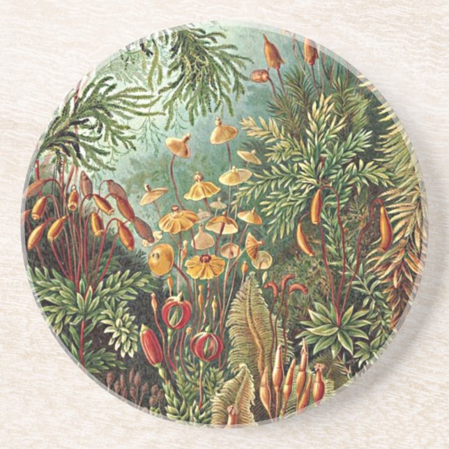 Haeckel Moss, Grass, and Fungus Mushroom Painting Drink Coaster (Front)