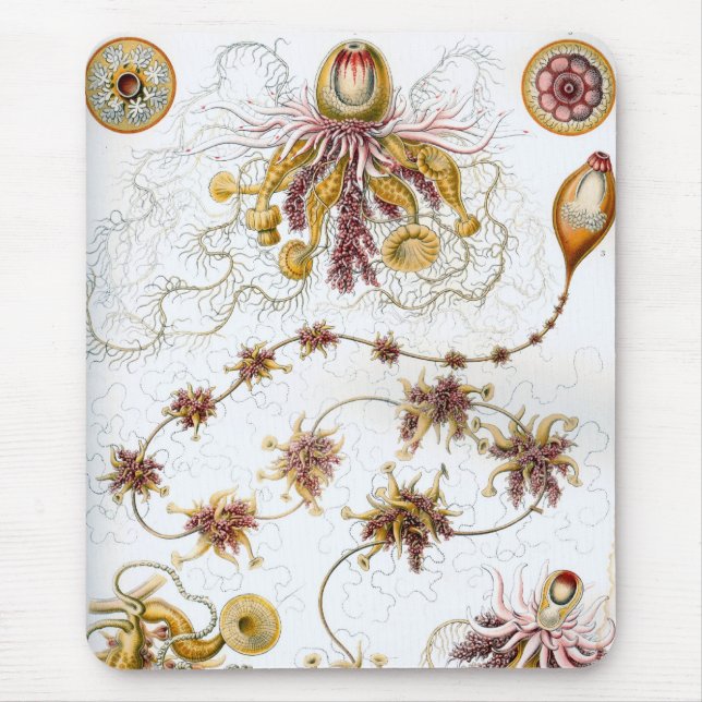 Haeckel Mouse Pad (Front)