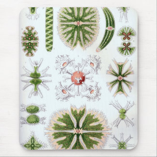 Haeckel Mouse Pad