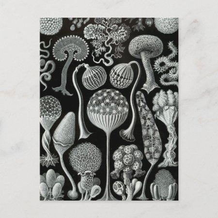 Haeckel Mycetozoa Postcard