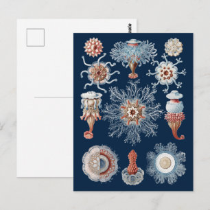 Haeckel Nature Art Siphonophorae Antique Print Postcard