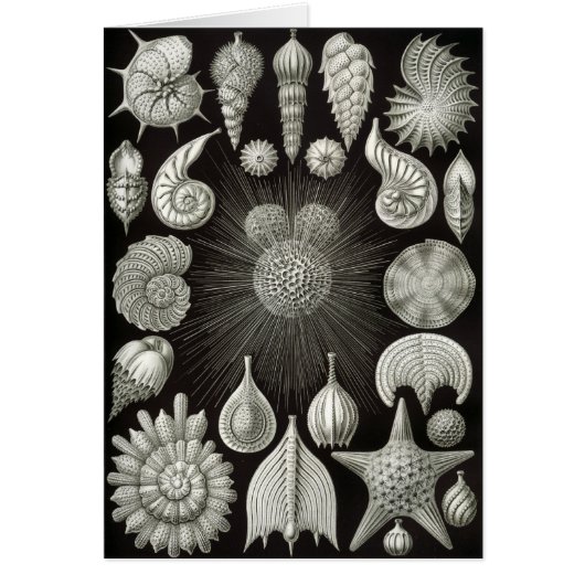 Haeckel Negative Cards (Front)
