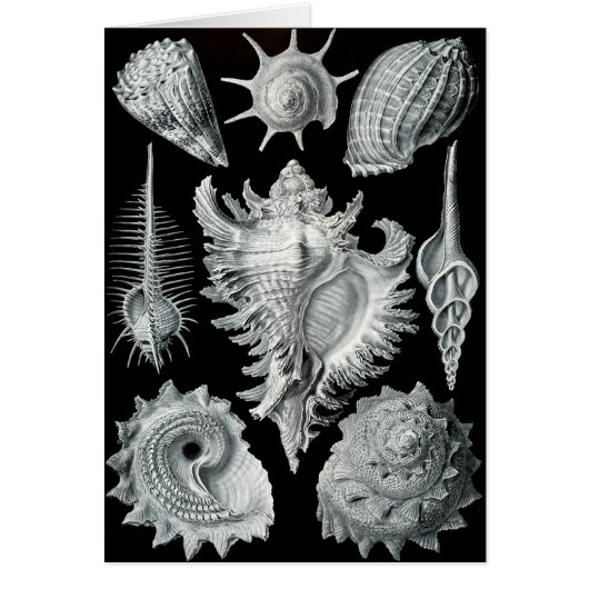 Haeckel Negative Cards (Front)