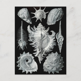 Haeckel Negative Postcard