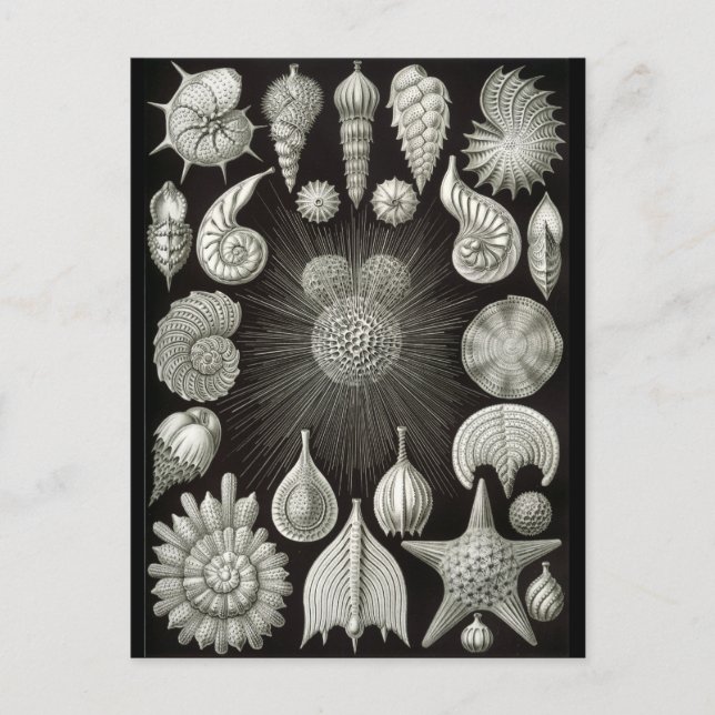 Haeckel Negative Postcard (Front)