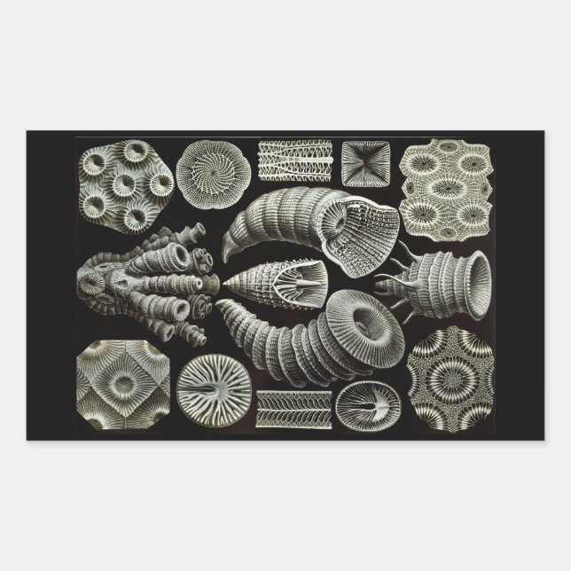 Haeckel Negative Rectangular Sticker (Front)