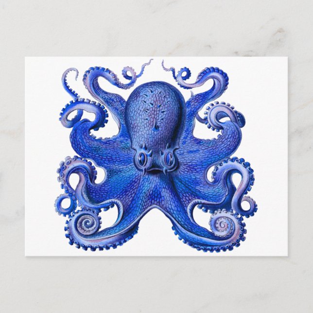 Haeckel Octopus Blue Postcard (Front)