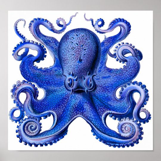 Haeckel Octopus Blue Poster | Zazzle.com