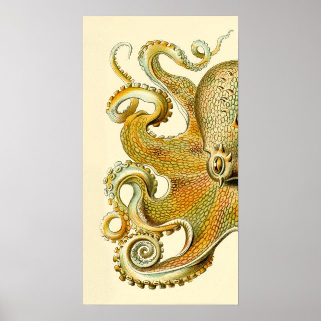 Haeckel Octopus Diptych II Poster (Front)