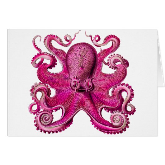 Haeckel Octopus Pink Cards (Front Horizontal)