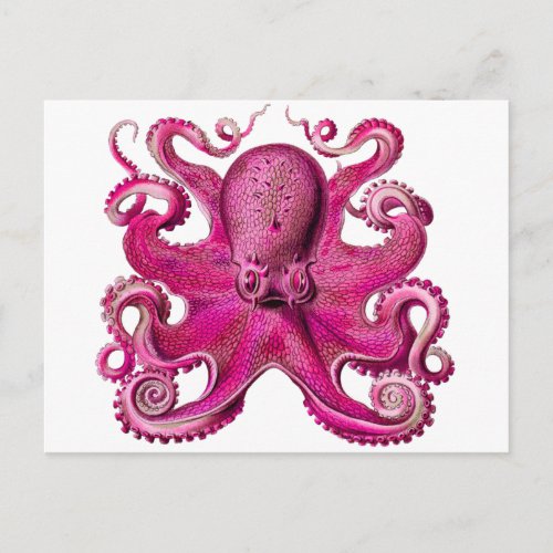 Haeckel Octopus Pink Postcard