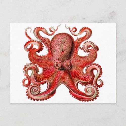 Haeckel Octopus Red Postcard