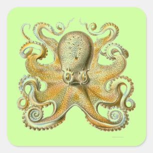 Haeckel Octopus Square Sticker