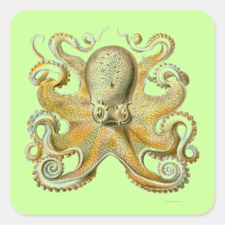 Haeckel Octopus Square Sticker