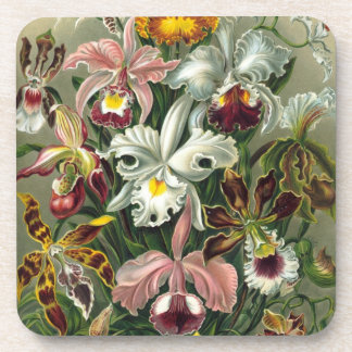 Haeckel Orchids Coaster