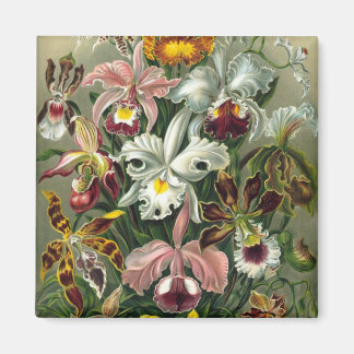 Haeckel Orchids Magnet