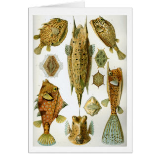 Haeckel_Ostraciontes Cards