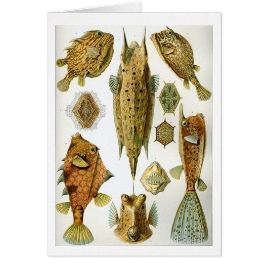 Haeckel_Ostraciontes Cards (Front)