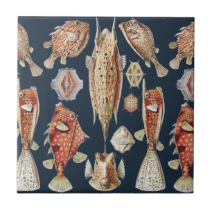 Haeckel Ostraciontes Tropical Fish Nature Art Ceramic Tile