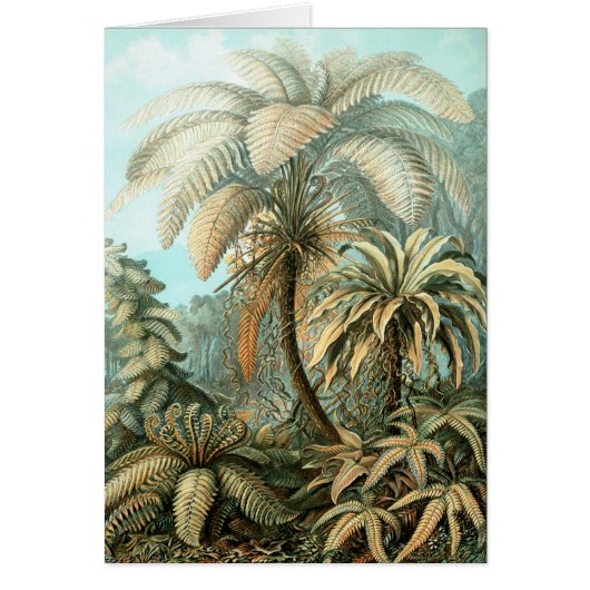 Haeckel Palm Tree Cards (Front)