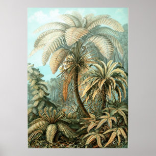 Haeckel Palm Tree Poster