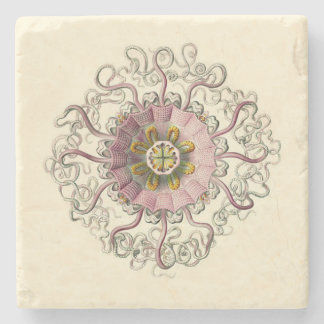 Haeckel Peromedusa Coaster