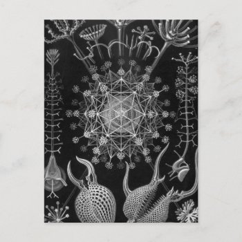 Haeckel Phaeodaria Postcard by haeckel_inspired at Zazzle