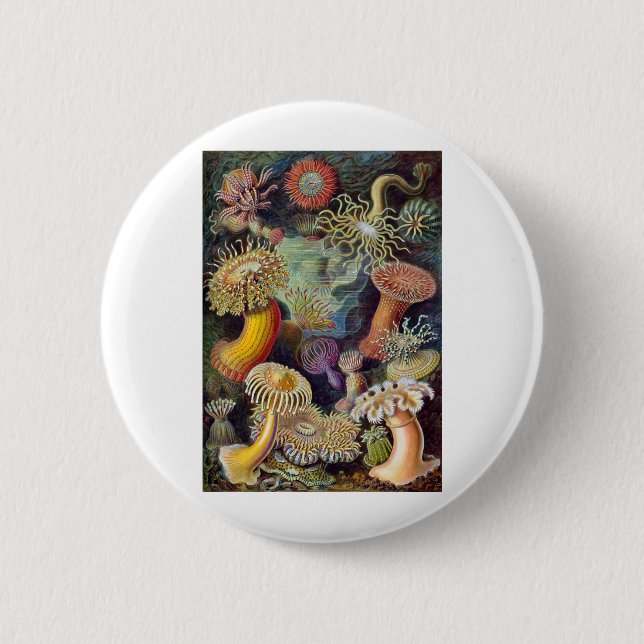 Haeckel Pinback Button (Front)