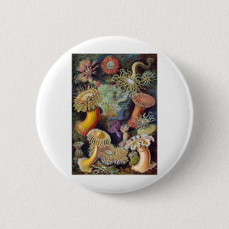 Haeckel Pinback Button