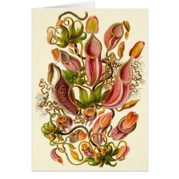 Haeckel Pitcher Plant Illustration All-occasion by Angharad13 at Zazzle