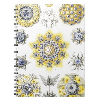 Haeckel Polycyttaria Notebook by haeckel_inspired at Zazzle