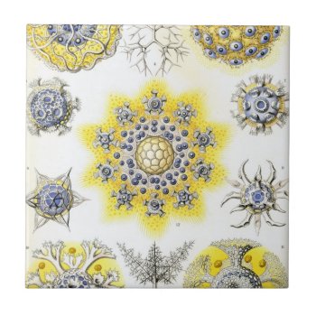 Haeckel Polycyttaria Tile by haeckel_inspired at Zazzle