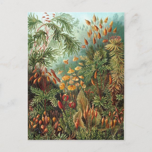 Haeckel Postcard (Front)