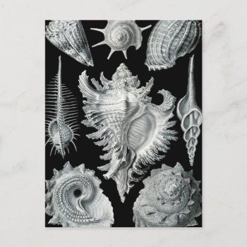 Haeckel Prosobranchia Postcard by haeckel_inspired at Zazzle