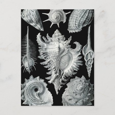 Haeckel Prosobranchia Postcard