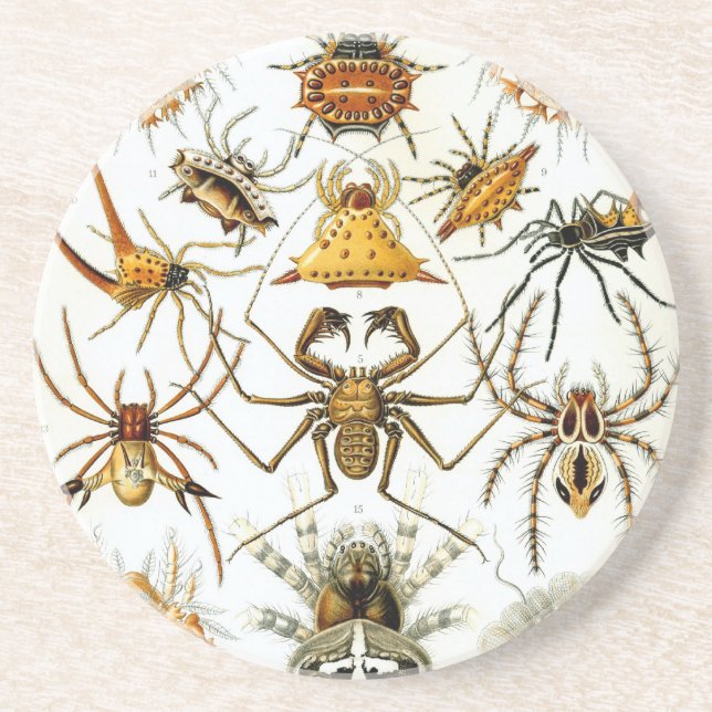 Haeckel Sandstone Coaster (Front)