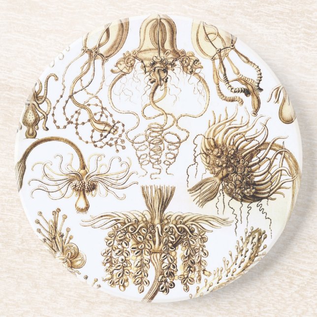 Haeckel Sandstone Coaster (Front)