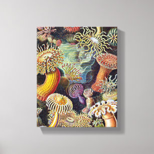 Haeckel Sea Anemone Ocean Life Nature Art Painting Canvas Print