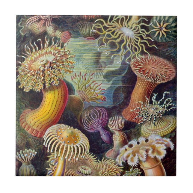 Haeckel Sea Anemones Ceramics Ceramic Tile (Front)