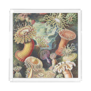 Haeckel Sea Anemones Nautical Sea Life Art Collage Acrylic Tray