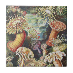 Haeckel Sea Anemones Nautical Sea Life Art Collage Ceramic Tile