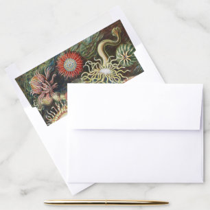 Haeckel Sea Anemones Nautical Sea Life Art Collage Envelope Liner