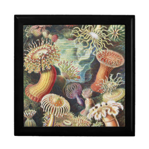 Haeckel Sea Anemones Nautical Sea Life Art Collage Gift Box
