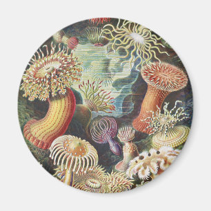 Haeckel Sea Anemones Nautical Sea Life Art Collage Magnet