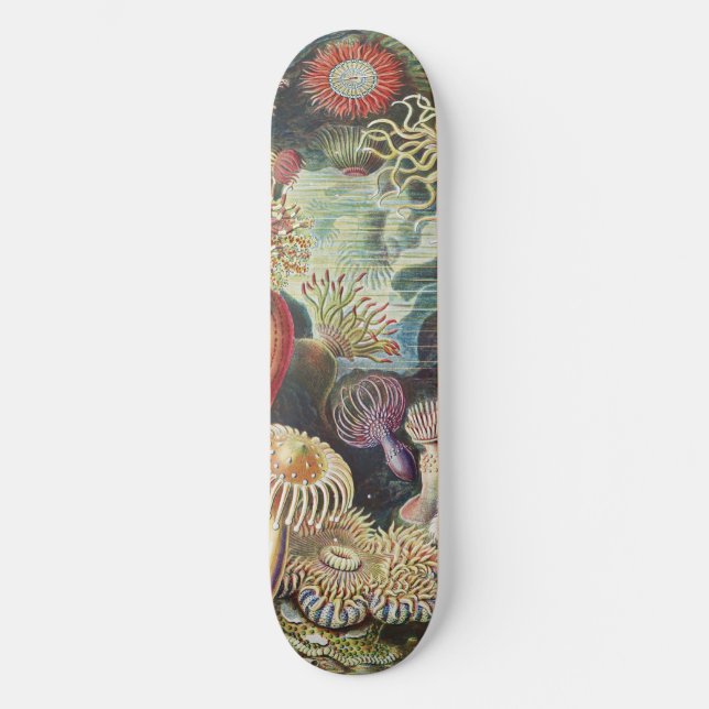 Haeckel Sea Anemones Nautical Sea Life Art Collage Skateboard (Front)