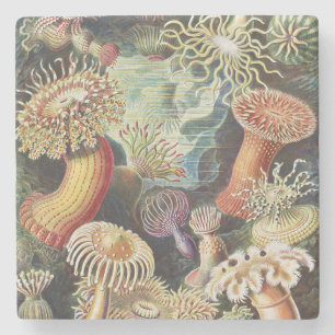 Haeckel Sea Anemones Nautical Sea Life Art Collage Stone Coaster