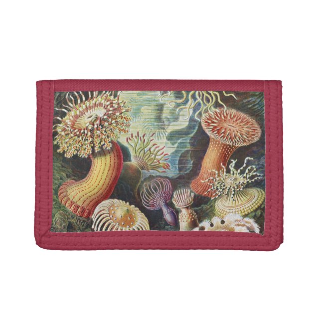 Haeckel Sea Anemones Nautical Sea Life Art Collage Trifold Wallet (Front)