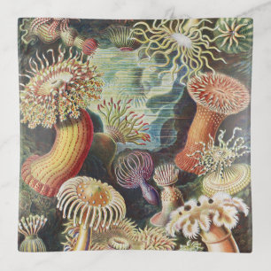 Haeckel Sea Anemones Nautical Sea Life Art Collage Trinket Tray